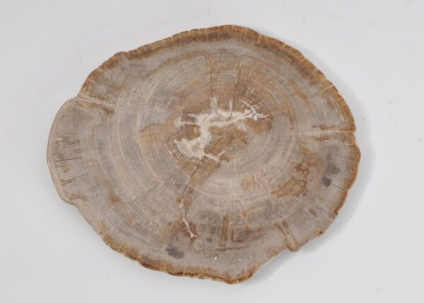 Plate petrified wood 43071a