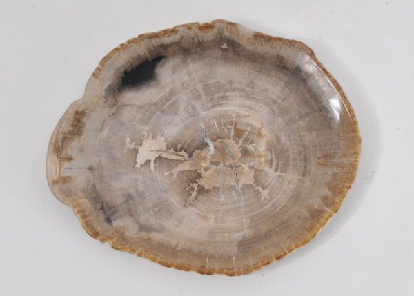 Plate petrified wood 43071b