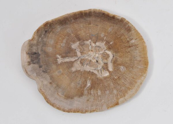Plate petrified wood 43071c