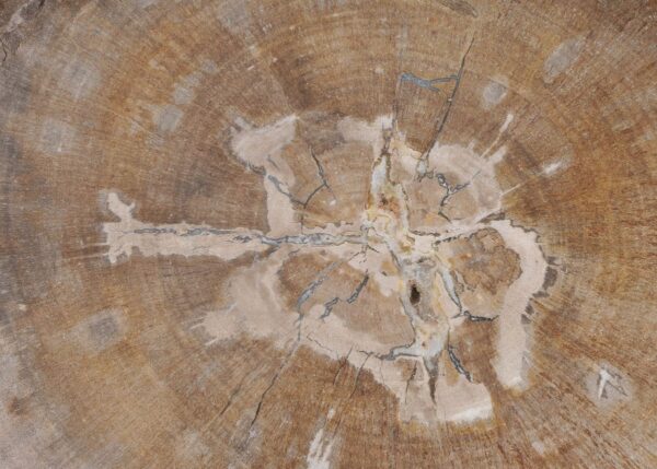 Plate petrified wood 43071c