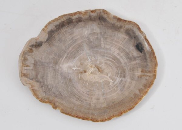 Plate petrified wood 43071g
