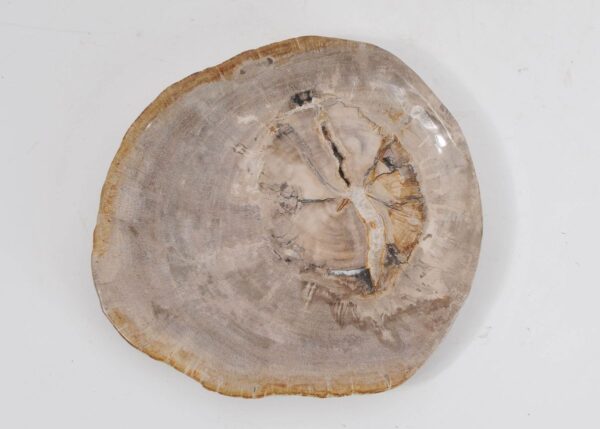 Plate petrified wood 43071j