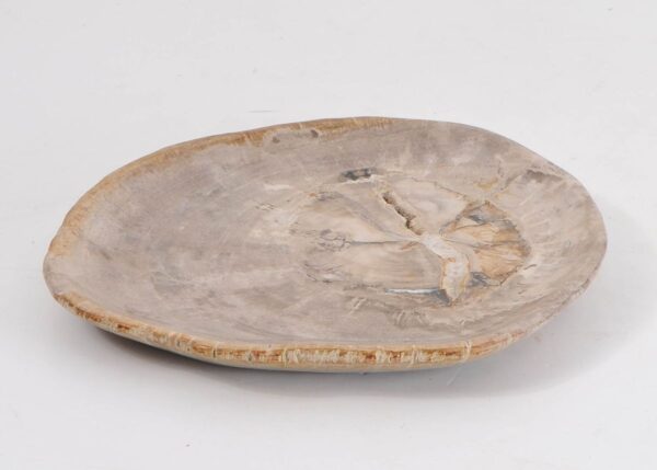 Plate petrified wood 43071j