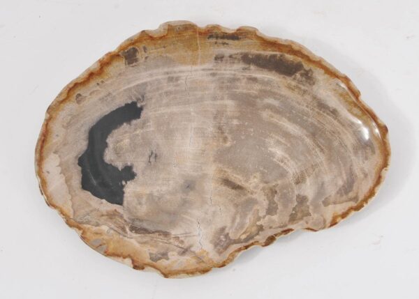 Plate petrified wood 43071m