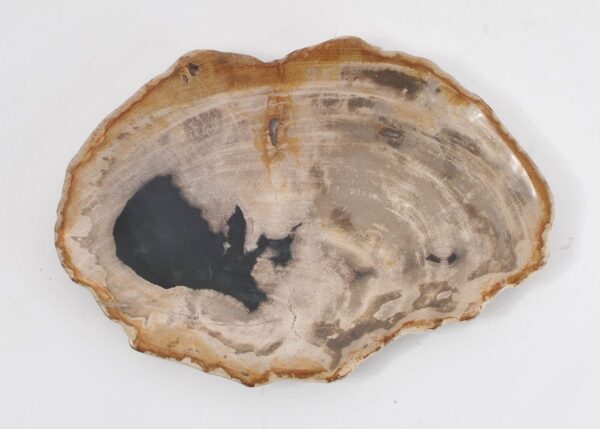 Plate petrified wood 43071n