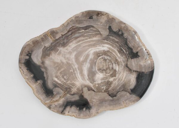 Plate petrified wood 43073f