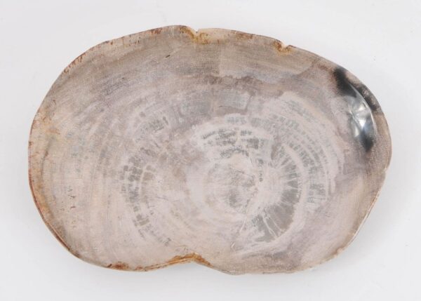 Plate petrified wood 43074a