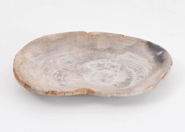 Plate petrified wood 43074a