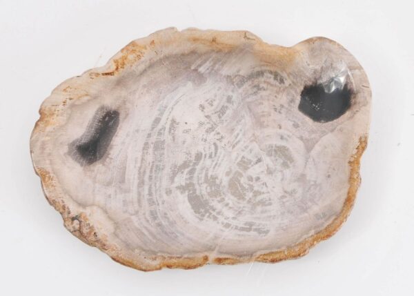Plate petrified wood 43076b