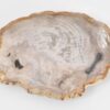 Plate petrified wood 43076d