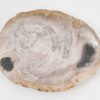 Plate petrified wood 43076f