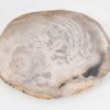 Plate petrified wood 43076h