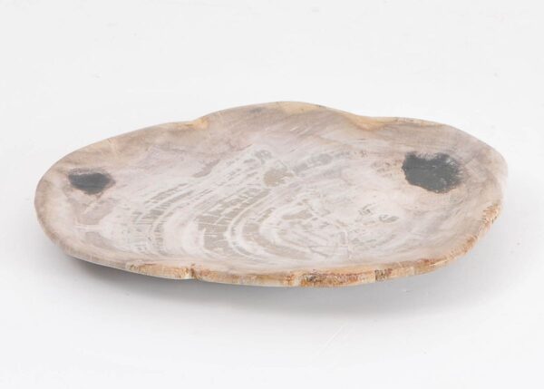 Plate petrified wood 43076i