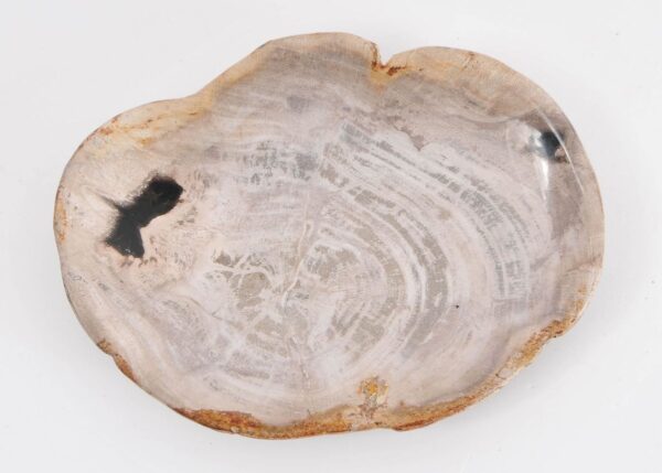 Plate petrified wood 43076j