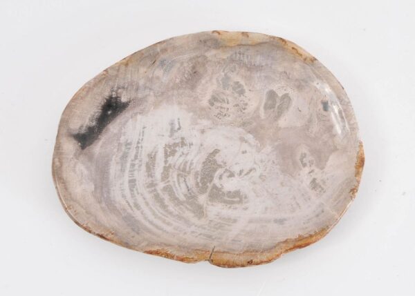 Plate petrified wood 43076l