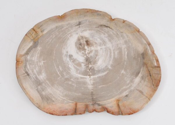 Plate petrified wood 43077a