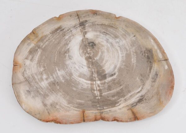 Plate petrified wood 43077b