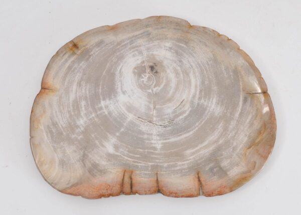 Plate petrified wood 43077e