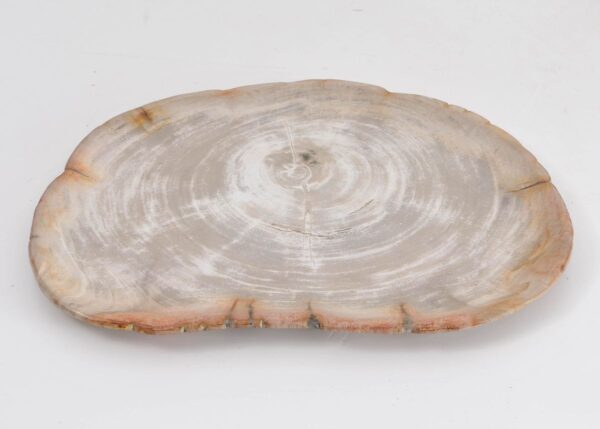 Plate petrified wood 43077e