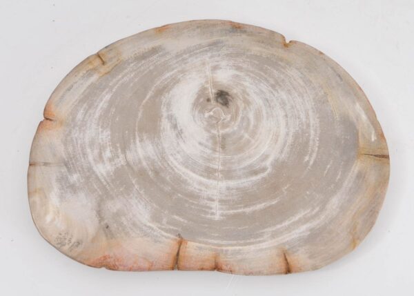 Plate petrified wood 43077f