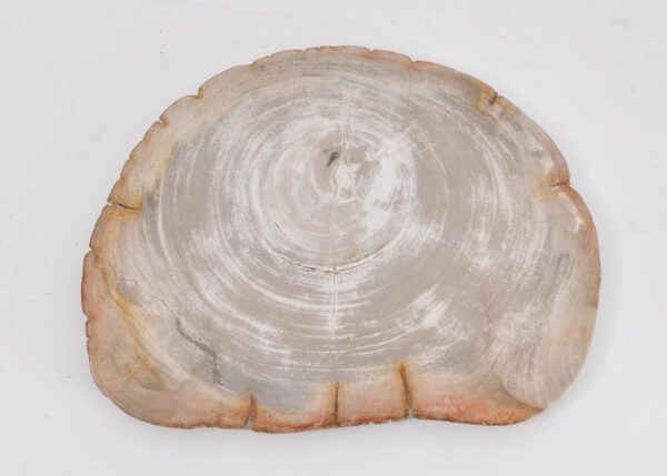 Plate petrified wood 43077i