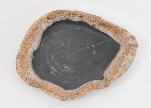 Plate petrified wood 43102