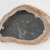 Plate petrified wood 43111