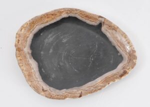 Plate petrified wood 43115