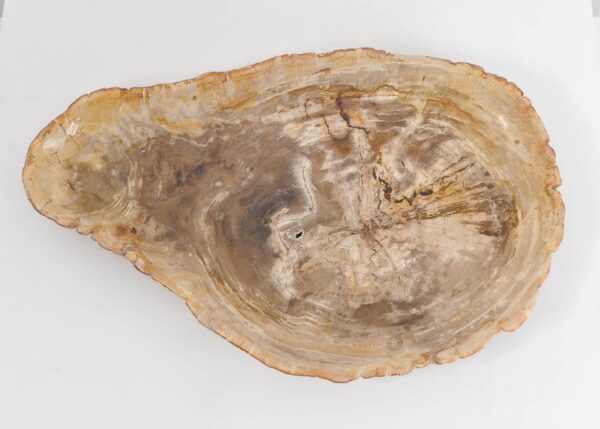 Plate petrified wood 43119