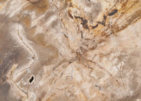 Plate petrified wood 43119