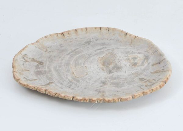 Plate petrified wood 43125f