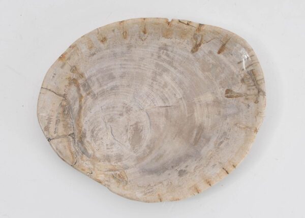 Plate petrified wood 43125g