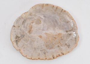 Plate petrified wood 43125h