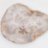 Plate petrified wood 43125i