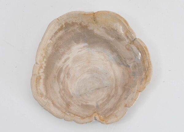 Plate petrified wood 43388f