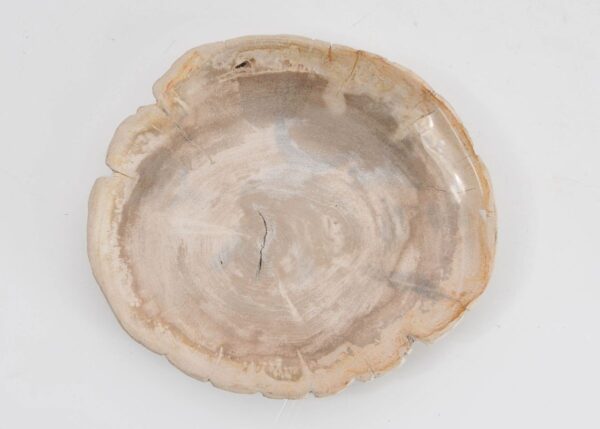Plate petrified wood 43388g