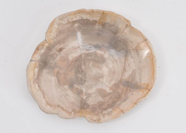 Plate petrified wood 43388j