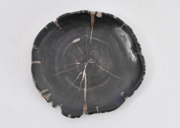 Plate petrified wood 43388v