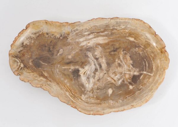 Plate petrified wood 43423