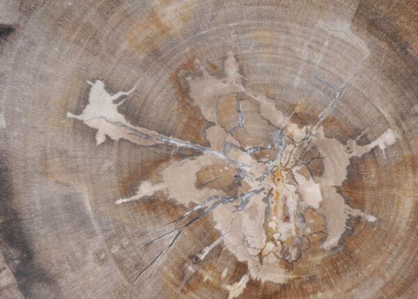 Plato madera petrificada 43071d