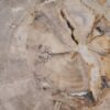 Plato madera petrificada 43071j