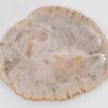 Plato madera petrificada 43125h