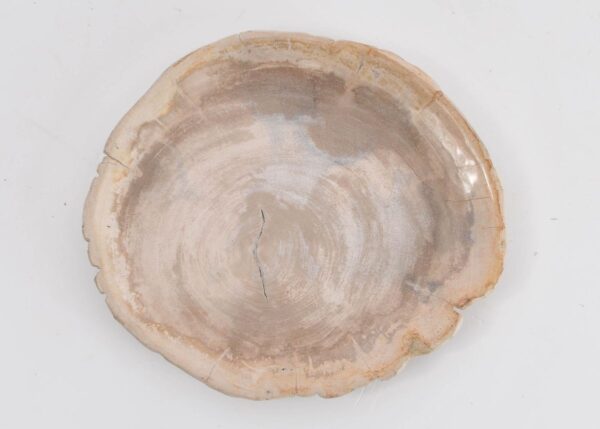 Plato madera petrificada 43388l