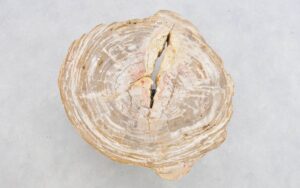 Salontafel versteend hout 43231