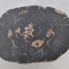 Salontafel versteend hout 43301