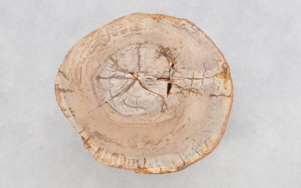 Salontafel versteend hout 43420