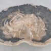 Table basse bois pétrifié 43201