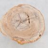 Table basse bois pétrifié 43235