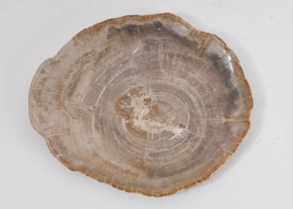 Teller versteinertes Holz 43071i