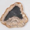 Teller versteinertes Holz 43071t